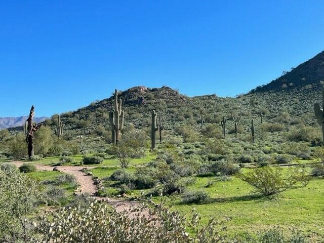 Cacti stand tall during a hike amidst the beautiful scenery off the Silly Mountain trailhead.