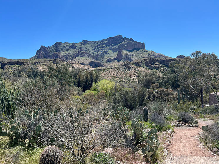 Round Two of Exploring Arizona’s Largest Botanical Garden, Boyce Thompson Arboretum