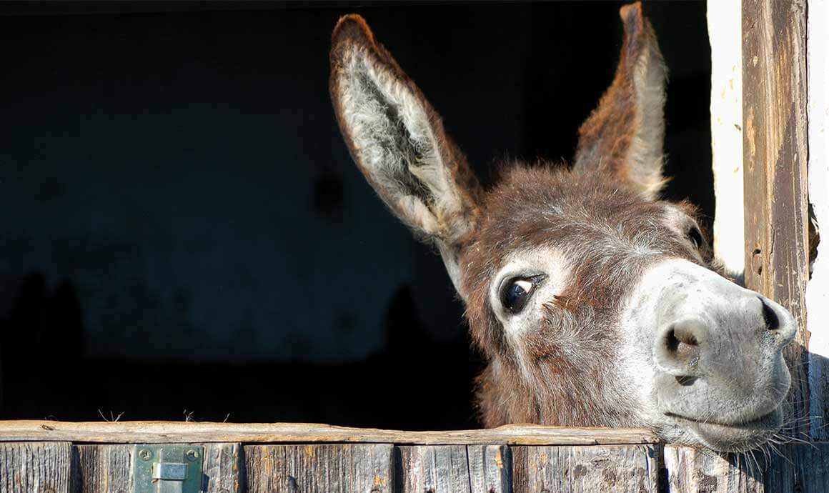 Burro Derby & Prospector Play Day Burro Derby & Prospector Play Day